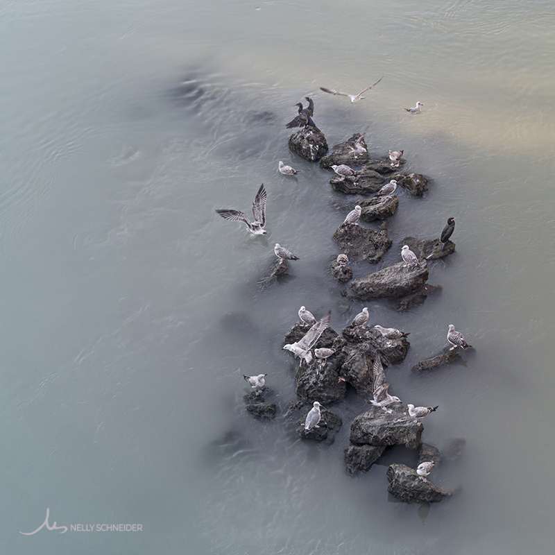 image of a group of seagulls seating on rocks in the tiber river