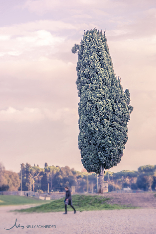 a woman walks in the center of the circus maximus in rome under a cypress tree