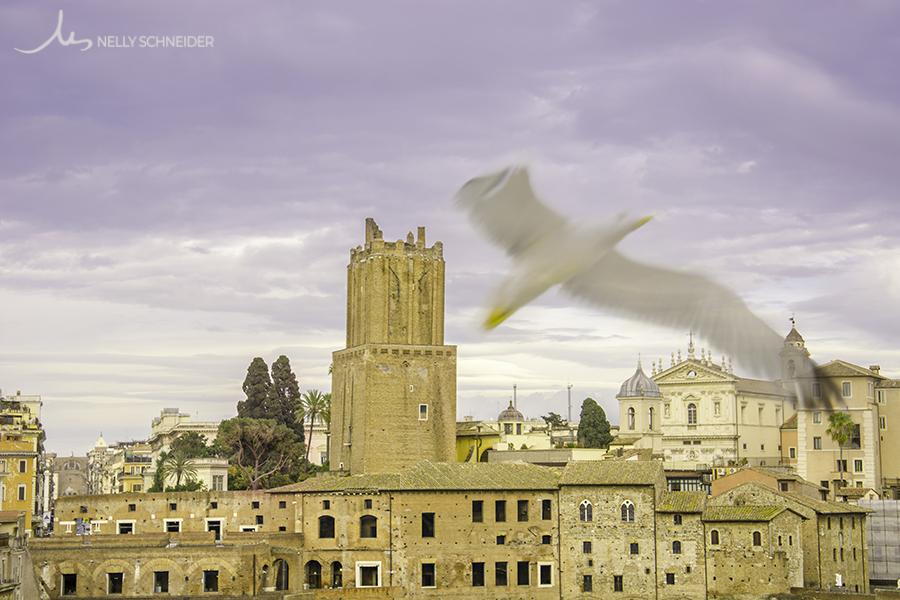 a seagull flies in front of the camera and mercati di traiano and torre delle milizie in rome are on its back